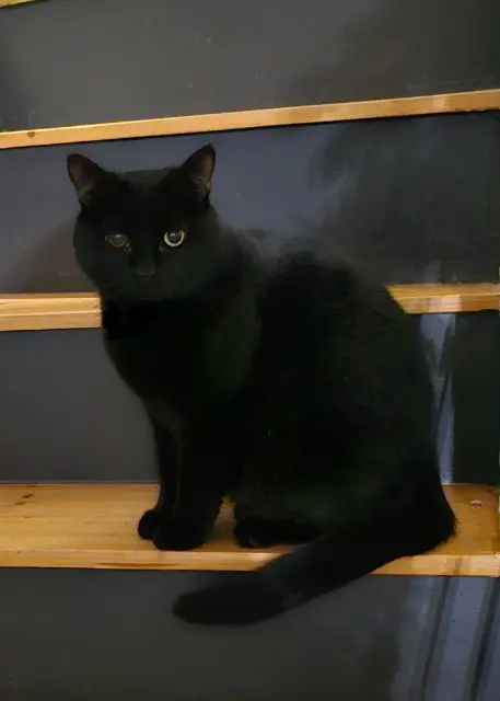 chat lost   80610 Saint-Ouen Pirate