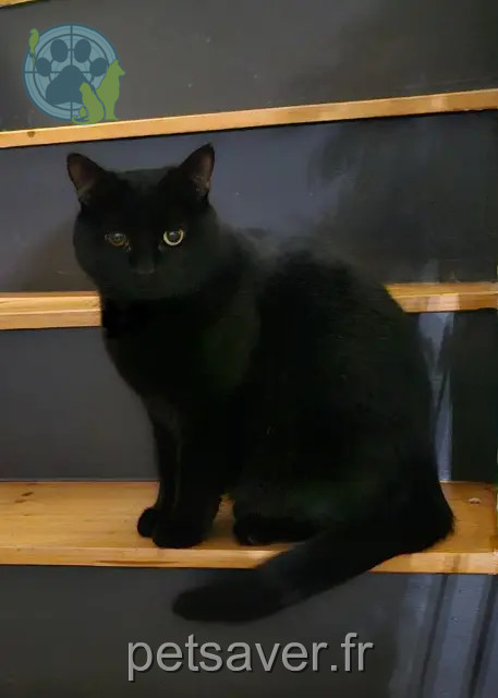 gatto perso 80610 Saint-Ouen Pirate gatto lost 80610 Saint-Ouen Pirate