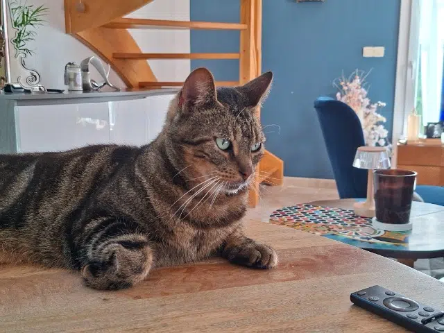 chat lost   80680 Sains-en-Amiénois Plumo