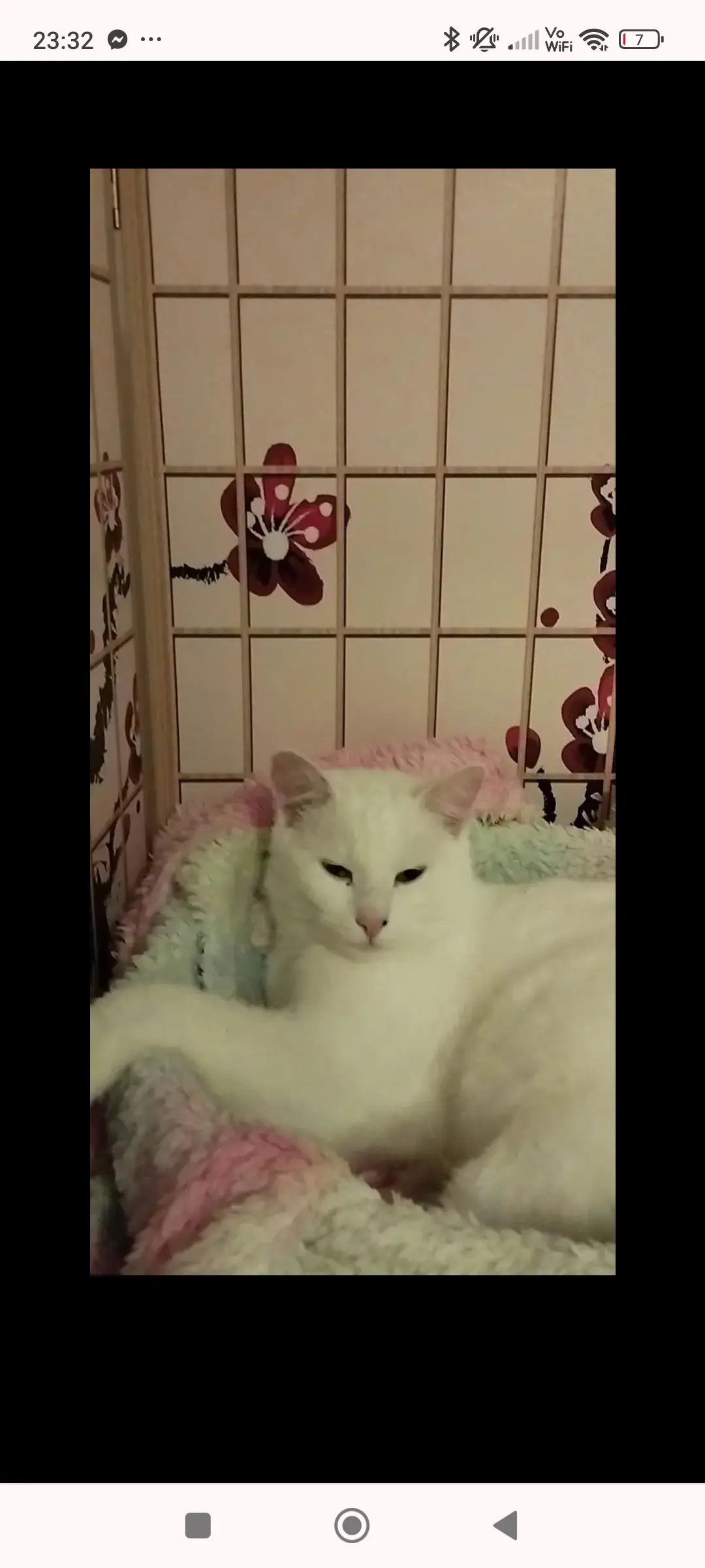 Chat Perdu 80 Somme - Ponyio Chat Perdu 80 Somme - Ponyio