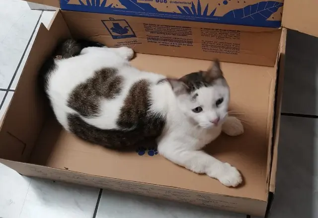 chat lost   80260 La Vicogne Prince