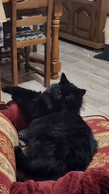 chat lost   80700 Roye Punky