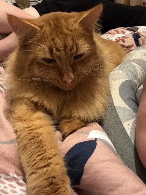 chat lost   80200 Péronne Rebelle