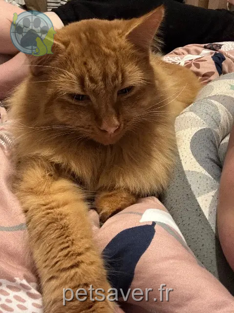 kater vermist 80200 Péronne Rebelle kater lost 80200 Péronne Rebelle