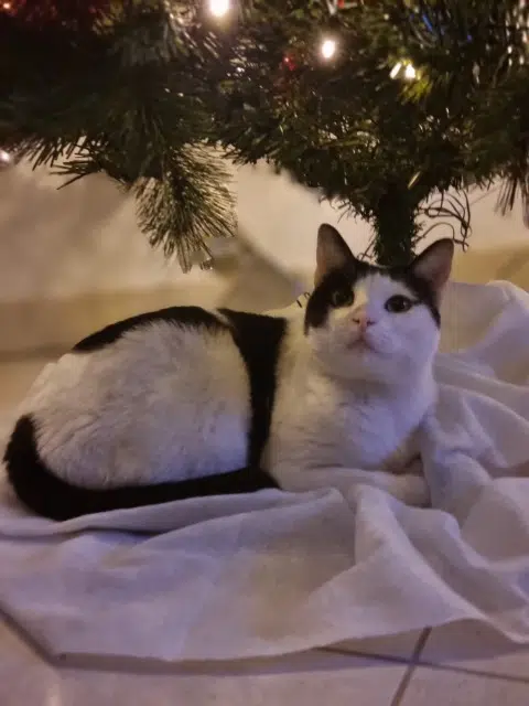 chat perdu 80800 Corbie Rocky chat lost 80800 Corbie Rocky