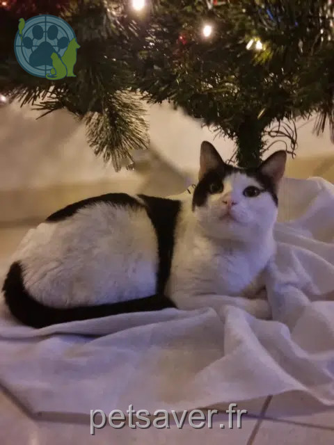 Kater vermisst 80800 Corbie Rocky Kater lost 80800 Corbie Rocky