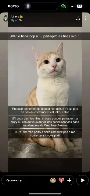 gato perdido 80470 Dreuil-lès-Amiens Rouquin gato lost 80470 Dreuil-lès-Amiens Rouquin