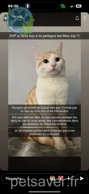 chat perdu 80470 Dreuil-lès-Amiens Rouquin chat lost 80470 Dreuil-lès-Amiens Rouquin