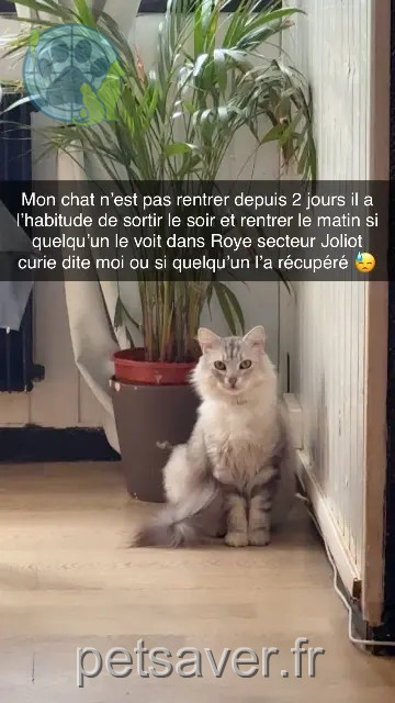 kater vermist 80700 Roye Simba kater lost 80700 Roye Simba