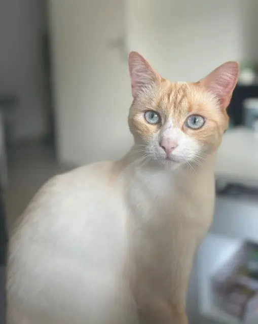 chat lost   80136 Rivery Stan