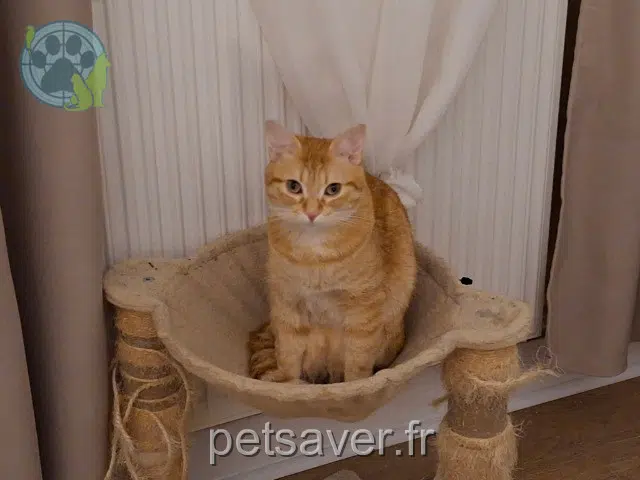 Kater lost   80800 Marcelcave Sunny