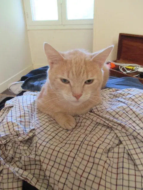 chat lost   80220 Bouvaincourt-sur-Bresle Théo