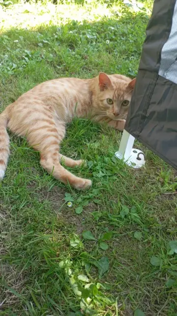 chat lost   80200 Péronne Tigrou