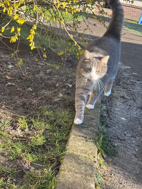 chat lost   80600 Beauquesne Tiki