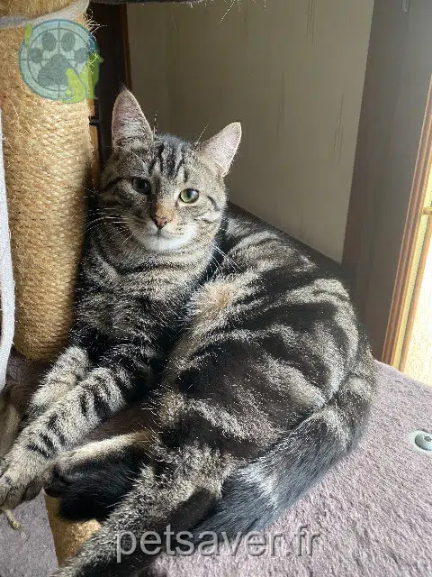 Kater lost   80500 Fignières Tim