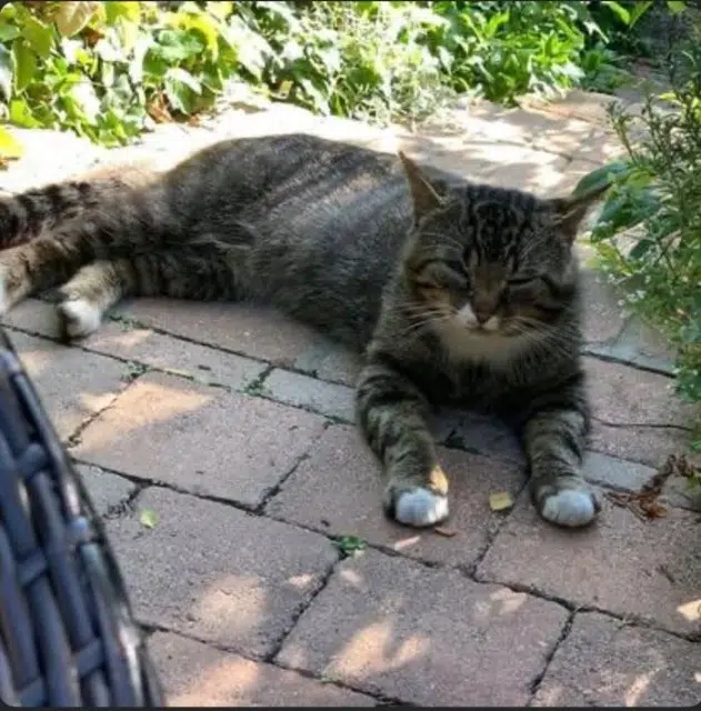 chat lost   80480 Salouël Tinou