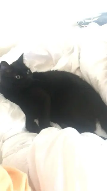 chat lost   80650 Vignacourt Tupac