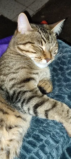 chat lost   80140 Cerisy-Buleux ULYS