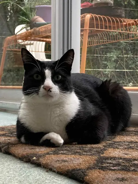 chat lost   81000 Albi Adso