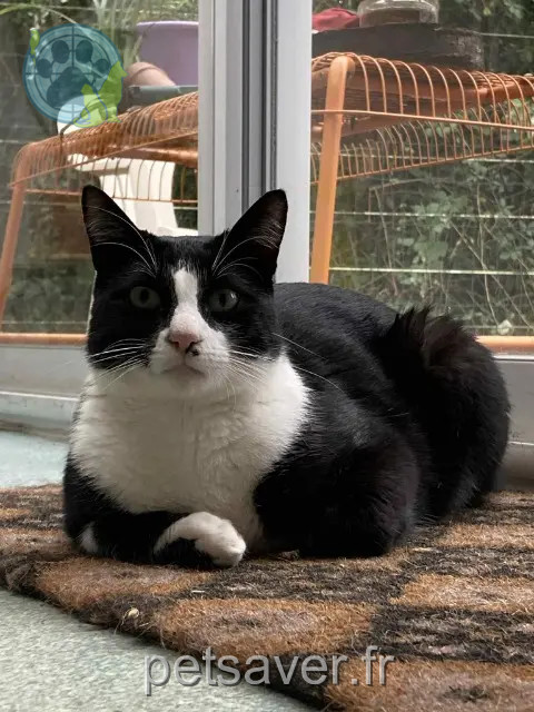kater vermist 81000 Albi Adso kater lost 81000 Albi Adso