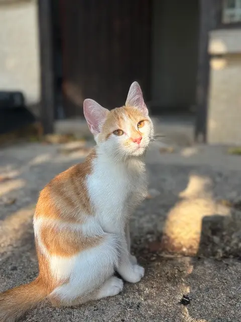 chat lost   81130 Cagnac-les-Mines Arlo