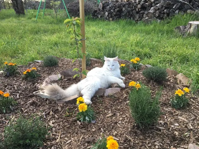 chat lost   81120 Teillet Arsene