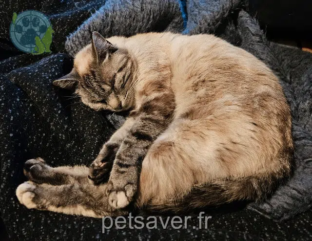 chat lost 81630 Tauriac Bb