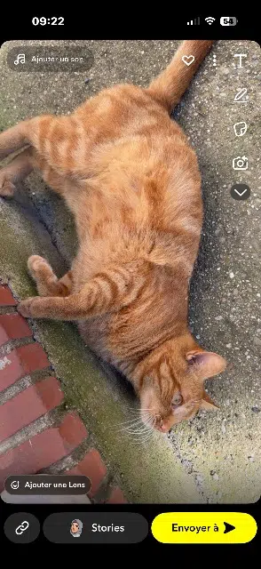 chat lost   81400 Carmaux Bebè