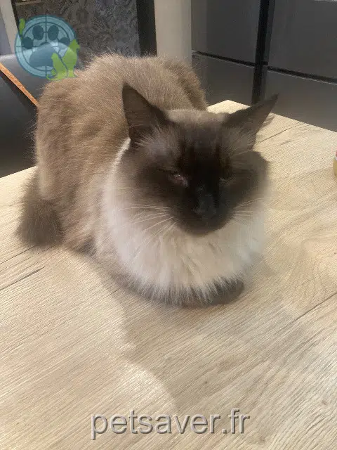 chat lost   81200 Aiguefonde Bianca