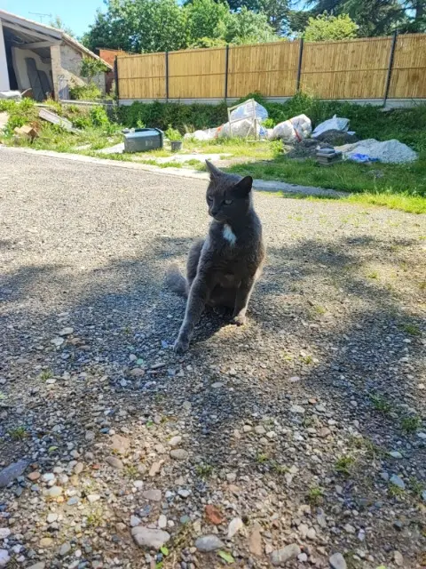 chat lost   81600 Gaillac Chacha