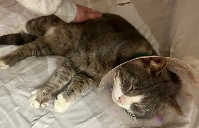 chat lost   81000 Albi Charles