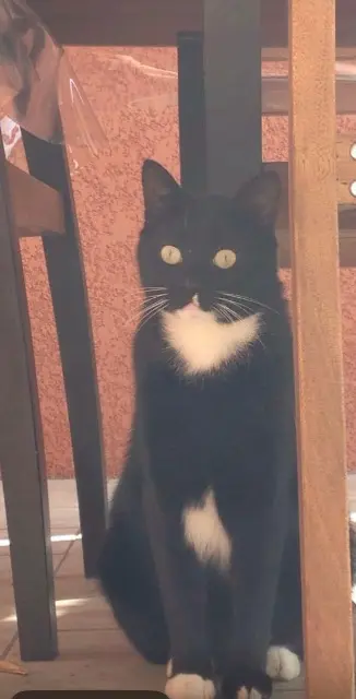 chat lost   81600 Gaillac Figaro