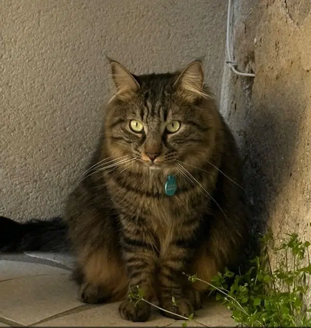 chat lost   81700 Puylaurens Goku