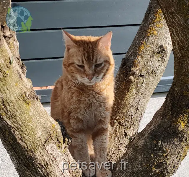 gatto lost   81990 Puygouzon Greenweez