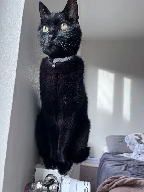 chat lost   81600 Gaillac Halloween