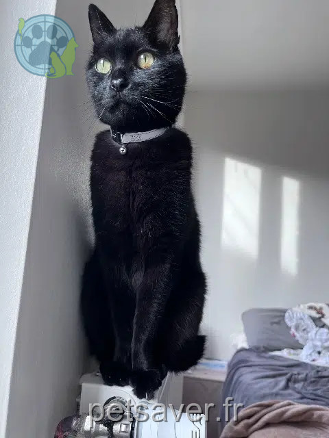 cat lost 81600 Gaillac Halloween cat lost 81600 Gaillac Halloween