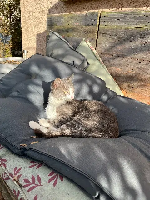 chat lost    Puygouzon Hawaï