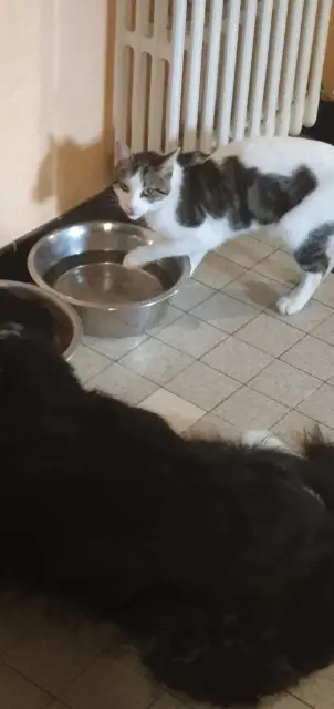 chat lost   81100 Castres Helios