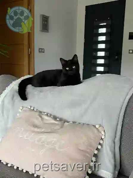 Chat Perdu 81 Tarn Chat Perdu 81 Tarn