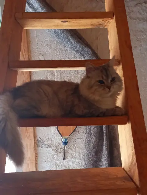 chat lost   81640 Le Ségur Kiri