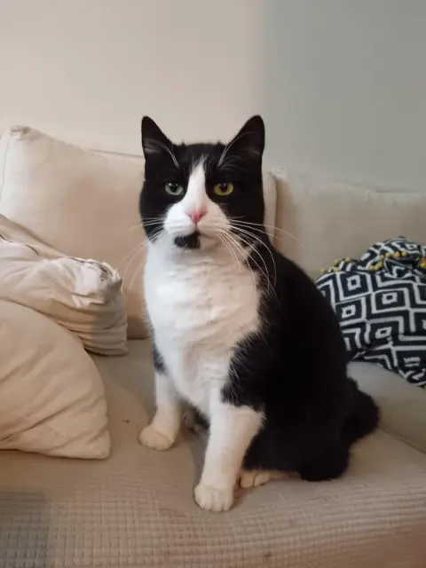 chat lost   81140 Castelnau-de-Montmiral Kitkat