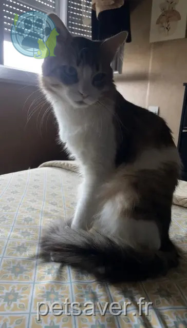 gatto perso 81000 Albi Kynou gatto lost 81000 Albi Kynou