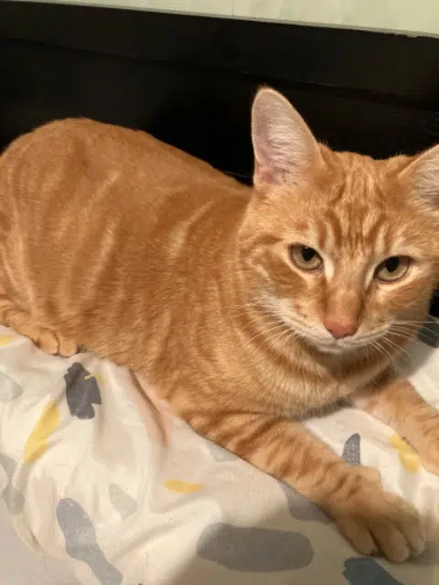 chat lost   81000 Albi Louploup