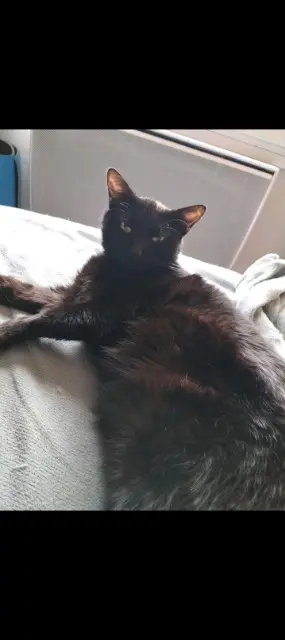 chat lost   81400 Carmaux Lucky