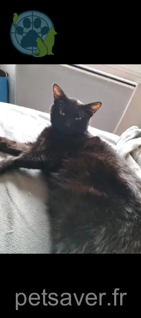 gato perdido 81400 Carmaux Lucky gato lost 81400 Carmaux Lucky