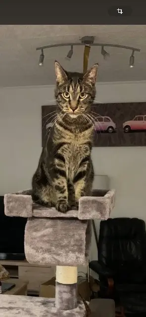 chat lost   81300 Labessière-Candeil Lucky