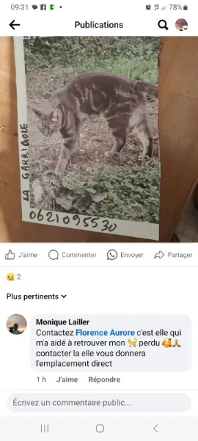 chat lost   81540 Sorèze Lulu