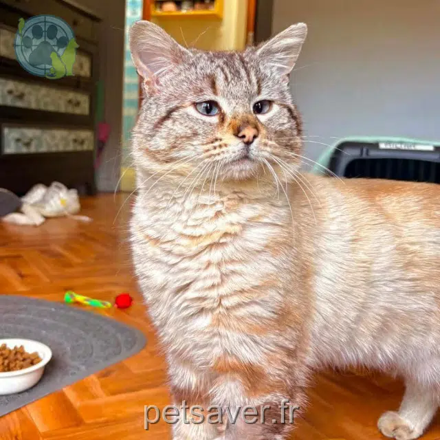kater vermist 81290 Escoussens Léon kater lost 81290 Escoussens Léon