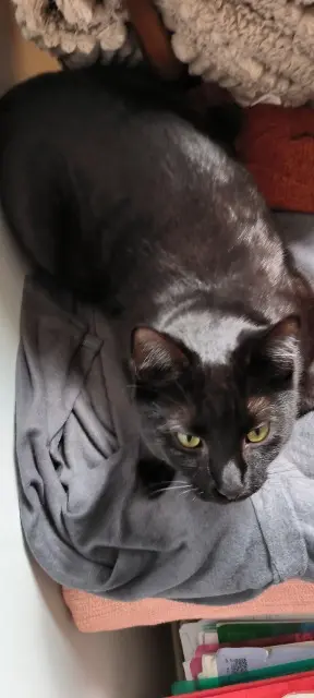 chat lost   81600 Gaillac Minnaloushe