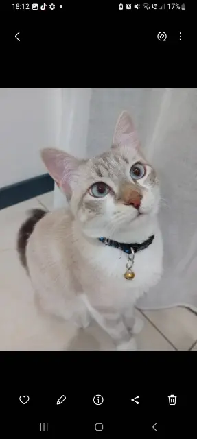 chat lost   81300 Graulhet Minouche